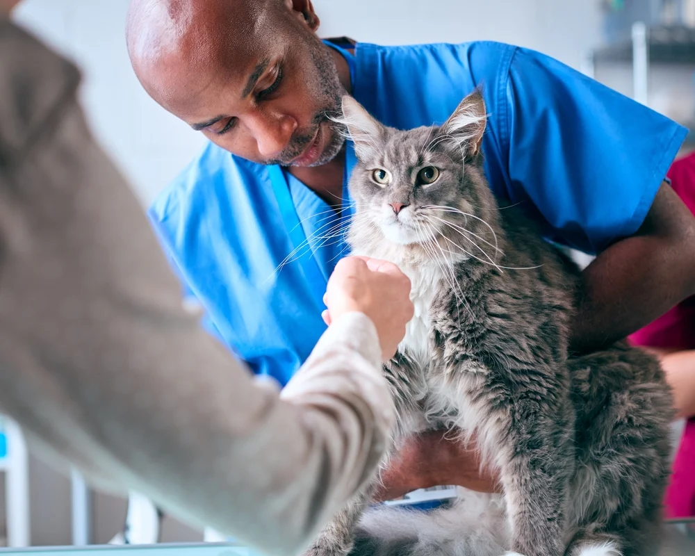 Expert Advice on Pet Diseases: Recognizing, Preventing, and Managing Illness