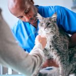 Expert Advice on Pet Diseases: Recognizing, Preventing, and Managing Illness