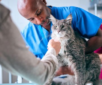 Expert Advice on Pet Diseases: Recognizing, Preventing, and Managing Illness