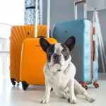 Top 7 Tips for Pet Travel: Make Every Trip Safe and Stress-Free