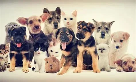 Expert Pet Health & Medical Blogs | Pet Wellness & Care Articles