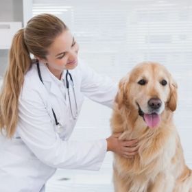 Vet Near Me