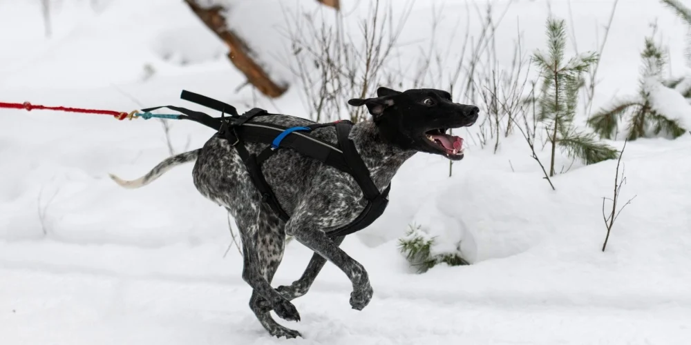 The Dos and Don'ts of Pet Behavior: Expert Tips for Training and Bonding