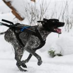The Dos and Don'ts of Pet Behavior: Expert Tips for Training and Bonding