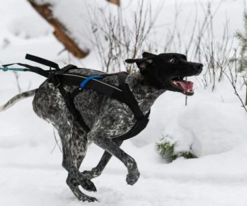 The Dos and Don'ts of Pet Behavior: Expert Tips for Training and Bonding