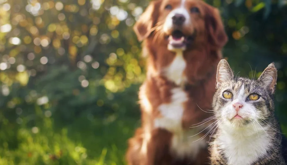 Your Trusted Guide to Pets Near Me