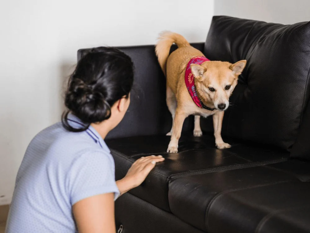 The Dos and Don'ts of Pet Behavior: A Practical Guide for Pet Owners