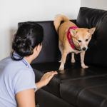 The Dos and Don'ts of Pet Behavior: A Practical Guide for Pet Owners