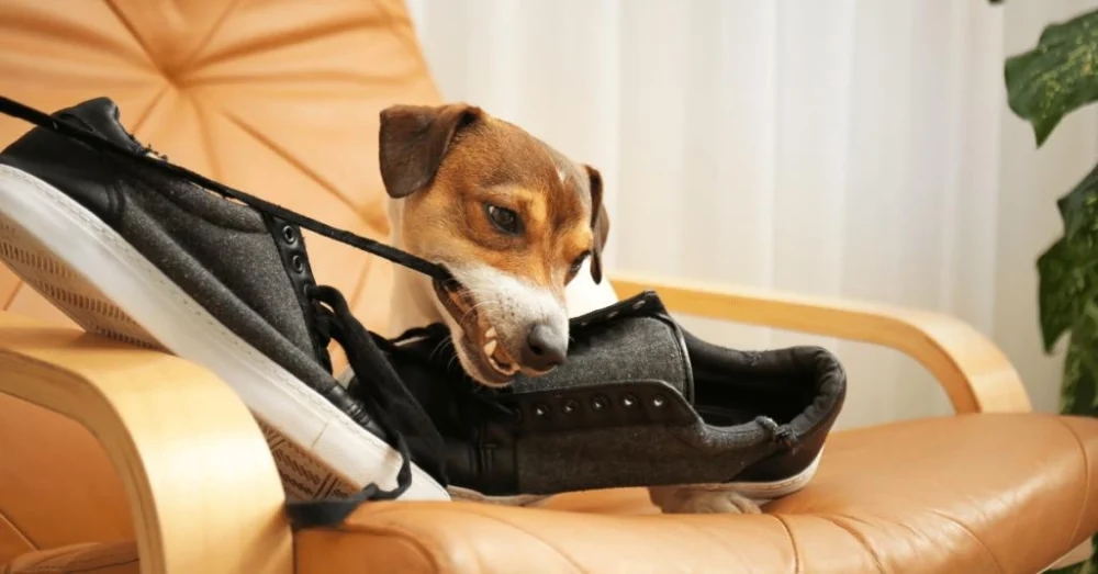 The Ultimate Guide to Pet Behavior: Understanding and Training Tips