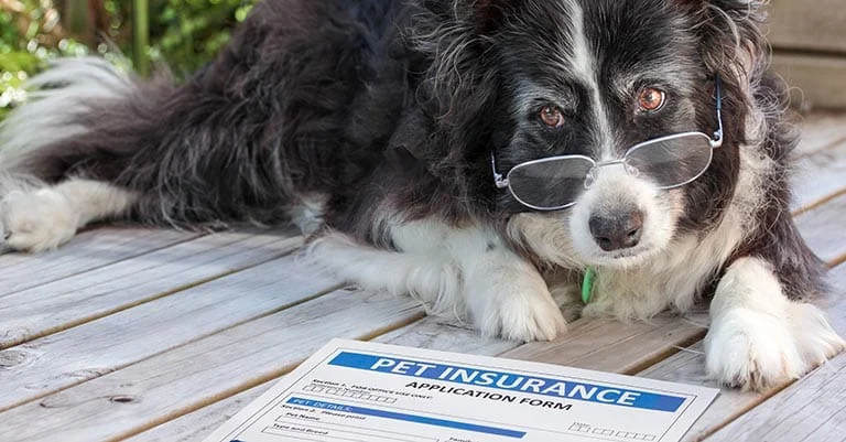 Is Your Pet Insurance Coverage on Track?