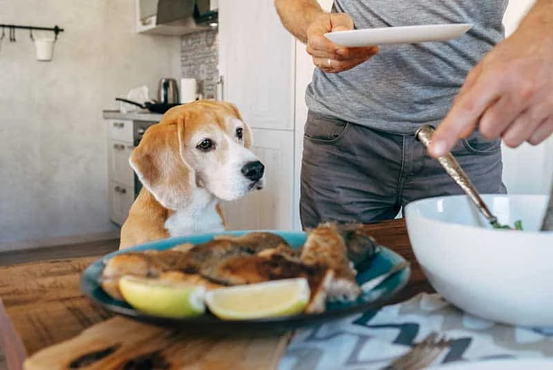 What Every Pet Owner Should Know About Pet Travel