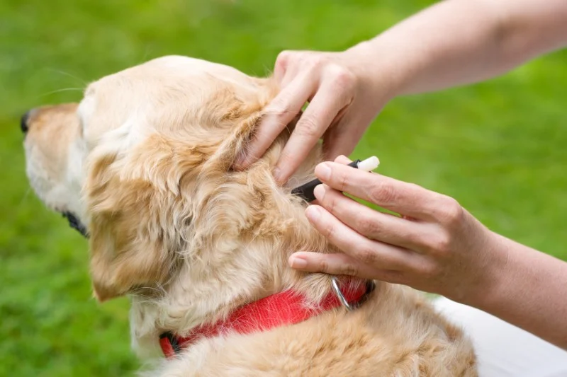 Expert Advice on Parasite Prevention for Pets: Vet Tips and Seasonal Protection