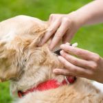 Expert Advice on Parasite Prevention for Pets: Vet Tips and Seasonal Protection