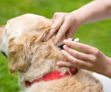 Expert Advice on Parasite Prevention for Pets: Vet Tips and Seasonal Protection