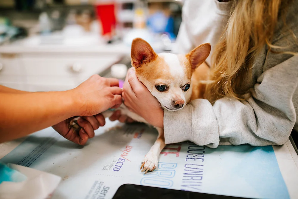 Expert Advice on Emergency Pet Care Every Owner Should Know
