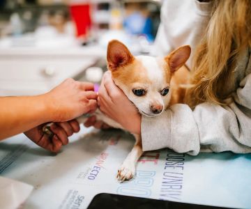 Expert Advice on Emergency Pet Care Every Owner Should Know