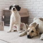 The Dos and Don'ts of Pet Adoption Every Owner Should Know