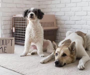 The Dos and Don'ts of Pet Adoption Every Owner Should Know