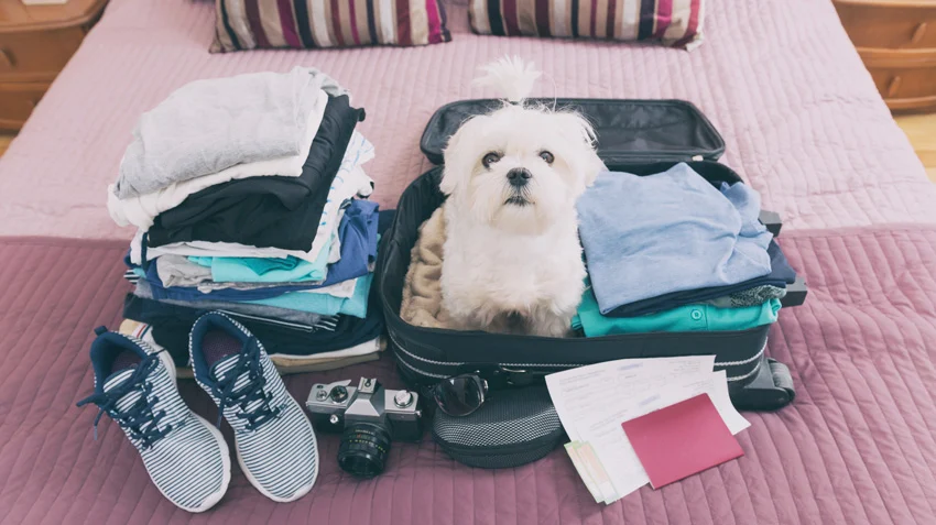 Is Your Pet’s Travel Preparation on Track? Essential Guide & Tips