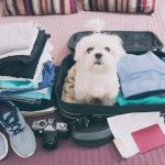 Is Your Pet’s Travel Preparation on Track? Essential Guide & Tips