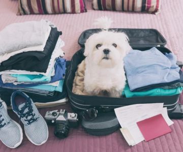 Is Your Pet’s Travel Preparation on Track? Essential Guide & Tips