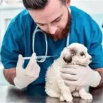 Expert Advice on Pet Vaccination Every Owner Should Know