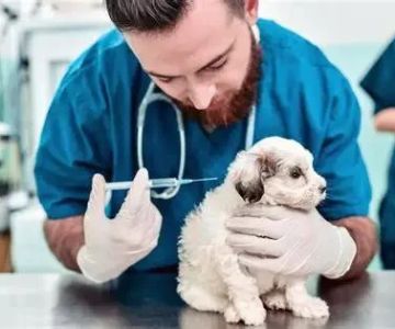 Expert Advice on Pet Vaccination Every Owner Should Know