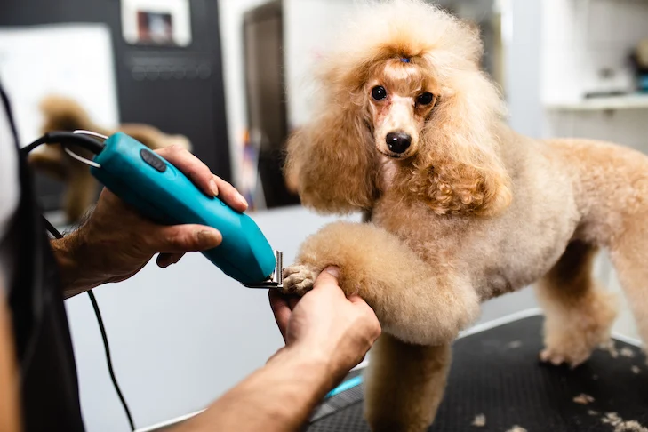 Expert Advice on Pet Grooming for Healthier, Happier Pets