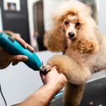 Expert Advice on Pet Grooming for Healthier, Happier Pets