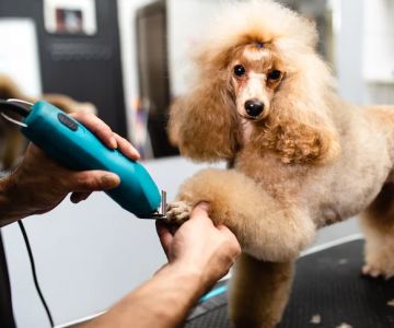 Expert Advice on Pet Grooming for Healthier, Happier Pets