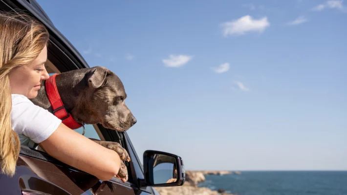 How to Improve Your Pet’s Travel Safety with Practical Tips and Gear