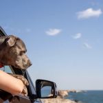 How to Improve Your Pet’s Travel Safety with Practical Tips and Gear