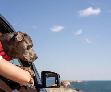 How to Improve Your Pet’s Travel Safety with Practical Tips and Gear