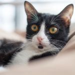 What Every Pet Owner Should Know About Pet Behavior – A Practical Guide