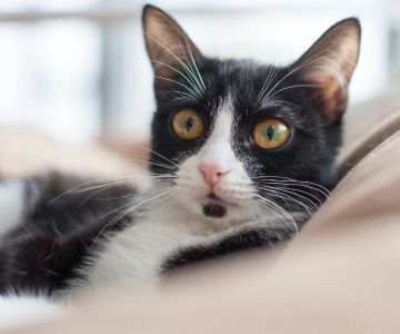 What Every Pet Owner Should Know About Pet Behavior – A Practical Guide