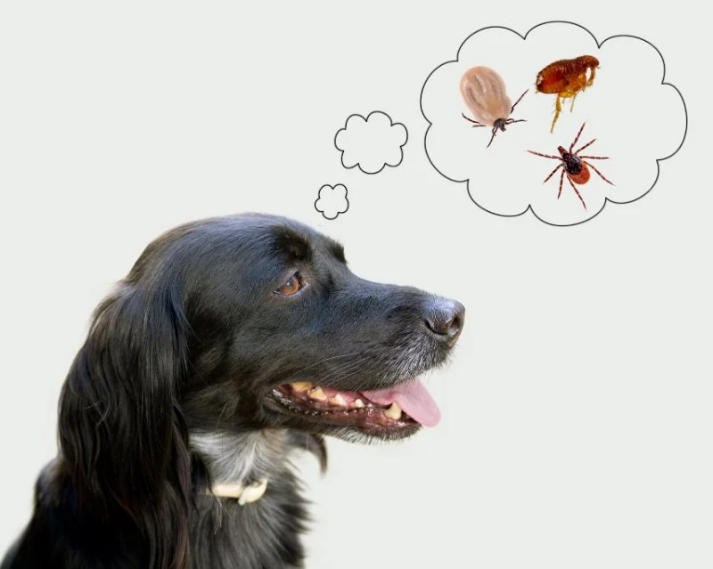 The Dos and Don’ts of Parasite Prevention Every Pet Owner Should Know