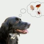 The Dos and Don’ts of Parasite Prevention Every Pet Owner Should Know