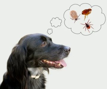 The Dos and Don’ts of Parasite Prevention Every Pet Owner Should Know