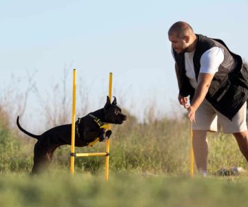 The Ultimate Guide to Pet Fitness