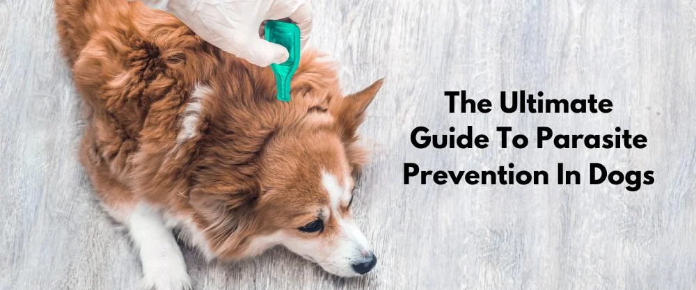 The Ultimate Guide to Parasite Prevention