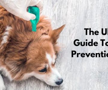 The Ultimate Guide to Parasite Prevention