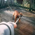 Is Your Pet’s Safety Routine on Track?