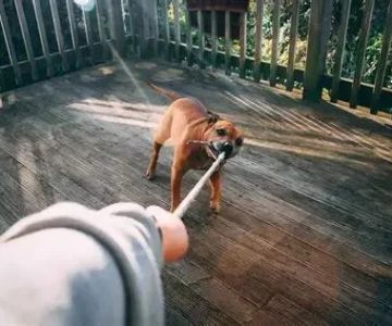 Is Your Pet’s Safety Routine on Track?