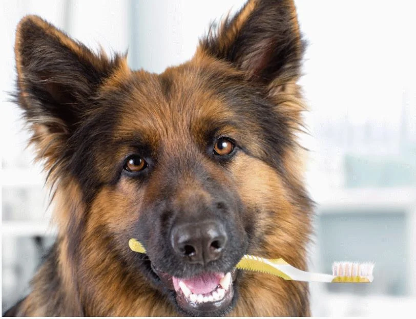 What Every Pet Owner Should Know About Pet Dental Care