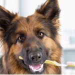 What Every Pet Owner Should Know About Pet Dental Care