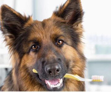 What Every Pet Owner Should Know About Pet Dental Care