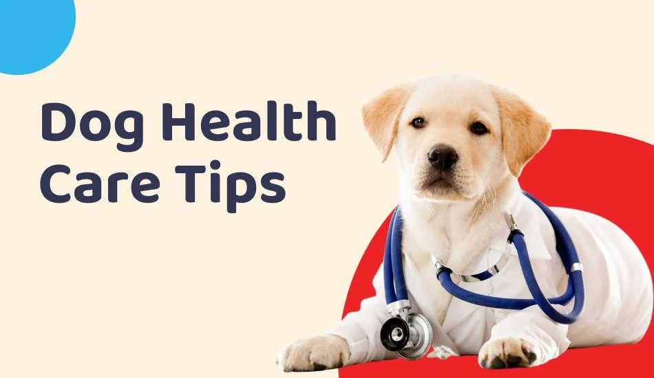 Top 13 Tips for Pet Health