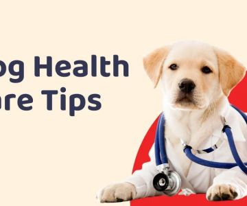 Top 13 Tips for Pet Health