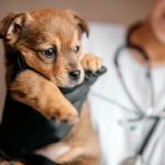Top 12 Tips for Pet Diseases Prevention and Care