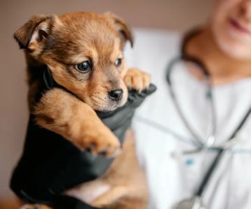 Top 12 Tips for Pet Diseases Prevention and Care
